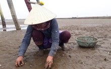 Nông dân Thanh Hóa buốt lòng nhìn ngao chết trắng bãi biển