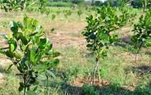 Nông dân trồng mít Thái trên đất lúa: Ồ ạt dễ dẫn đến kết quả thảm bại