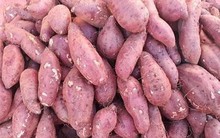 "Giải cứu" khoai lang: Bà con ồ ạt trồng, giá khoai lao dốc 1.000-3.000 đồng/kg