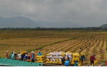 Ngành lúa gạo phải thoát khỏi “tư duy mùa vụ và thương vụ”