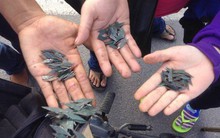 Cận cảnh đánh sập bẫy của "đinh tặc" trên Quốc lộ 51