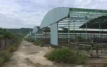 Định giá dự án chăn nuôi bò hơn 4.000 tỉ liên quan đến cha con ông Bắc Hà