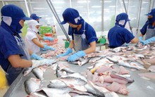 Giá cá tra tại Đồng bằng sông Cửu Long "đảo chiều"