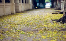 Phố phường Hà Nội đẹp nao lòng mùa lá rụng