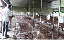 Khăn gói đi học chăn nuôi, trở về quê làm giàu trên vùng đất khô cằn