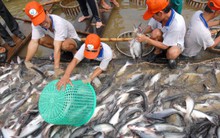 Giá cá tra đang hồi phục