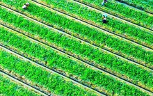 Nắng cháy da, nông dân vẫn tươi cười vì được mùa dưa hấu ngọt