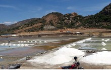 Muối trúng mùa trúng giá, diêm dân Ninh Thuận bội thu