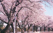 Khách Việt tăng đột biến, Đại sứ quán Hàn Quốc thay đổi nơi tiếp nhận hồ sơ xin visa