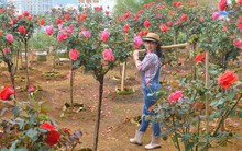 Bỏ ngân hàng đi trồng hoa, chàng trai gây dựng vườn hồng bạc tỷ “đẹp vạn người mê”