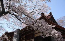 Chiêm ngưỡng báu vật quốc gia của "xứ sở mặt trời mọc": Cây hoa anh đào khổng lồ đẹp nhất thế giới, thọ nhất thế giới với tuổi đời 1800 năm