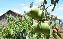 Người dân không nên ồ ạt trồng sachi