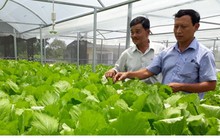 Trồng rau thủy canh trong nhà lưới, nông dân Quảng Nam bội thu