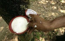 Tháng 4, thị trường cao su đón tín hiệu tích cực nào?