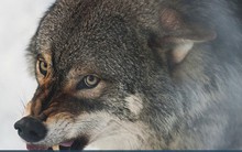 Bản lĩnh đàn ông phải như sói đầu đàn: Mạnh mẽ, quyết liệt khi đối đầu nhưng rộng lượng, ấm áp khi đối xử với gia đình