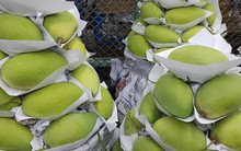 Trái xoài Việt Nam ở vị trí nào trên thế giới?