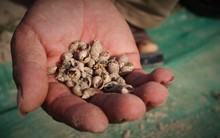 Người dân nguy cơ mất trắng tiền tỷ vì ốc hương chết hàng loạt