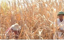 Mía chết khô vì nắng nóng, nhà máy vẫn chần chừ