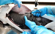 Trứng cá tầm nhập về Việt Nam sẽ được miễn thuế