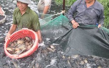 ĐBSCL hụt hơi với sản phẩm chủ lực