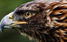 Nghỉ việc và ra làm chủ cần kiên định: Đại bàng sinh ra để tự do bay lượn, săn bắt và chinh phục; còn làm kiếp gà chỉ quanh quẩn gáy, ăn, lên chuồng theo đàn