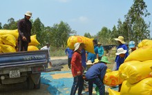 Giá lúa tăng, nông dân vẫn không vui