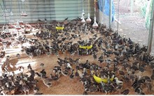 Gà thịt tăng giá, nông dân Bà Rịa – Vũng Tàu phấn khởi tăng đàn