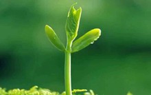 Làm người: Thắng ở tầm nhìn, thua ở tính toán; làm việc: Thắng ở nhân cách, thua tại "thông minh"