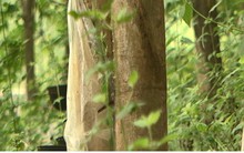 10 năm trồng cao su, nhiều người dân Sơn La “vỡ mộng” vì thất thu