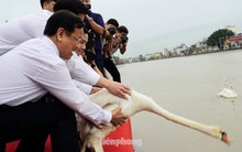 Nghìn người đổ xô đi xem thiên nga trên sông Tam Bạc