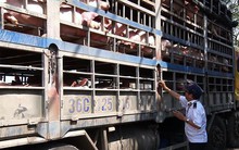 50% lượng heo vào TPHCM từ tỉnh đang có dịch tả Châu Phi