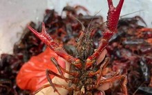 Tôm hùm đất ngon, lạ, rẻ bán đầy chợ mạng: Hàng bị cấm bán ở Việt Nam