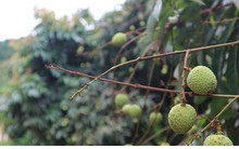 Vải thiều Lục Ngạn sẽ khan hiếm, giá tăng gấp 3