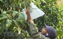 An Giang sẽ xuất khẩu xoài sang thị trường Mỹ trong tháng 6