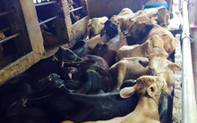 Gia súc lớn sẽ là "cứu cánh" cho ngành chăn nuôi