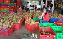 Thanh long Bình Thuận tăng giá đột biến