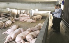 Giá lợn 'nhảy múa' theo sốt dịch