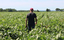 ‘Cơn đau dai dẳng’ của nông dân Mỹ trong cuộc chiến thương mại với Trung Quốc