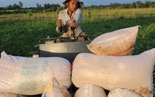 Nghẽn đường xuất khẩu gạo sang Trung Quốc