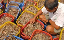 Thủy sản chính ngạch chưa bù được tiểu ngạch