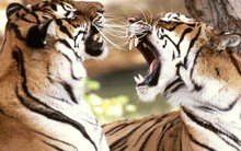 Giám đốc IDG Capital: Khi có tiền, phần lớn doanh nghiệp khởi nghiệp đều "tan đàn xẻ nghé", 80% startup nhận đầu tư series B sẽ nảy sinh xung đột bởi chuyện "mày oai hơn tao"