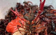 Xử lý nghiêm nạn kinh doanh, tiêu thụ tôm hùm đất, tôm hùm cấm