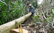 Nhiều dự án ‘xẻ thịt’ đất rừng trái phép tại Phú Yên