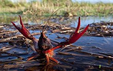 'Tôm càng đỏ Trung Quốc không thể đấu với tôm hùm Việt Nam'