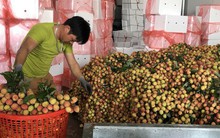 Thương nhân Trung Quốc sang Bắc Giang thu gom vải thiều