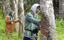 Nguy cơ gián đoạn nguồn cung cao su