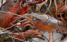 Tôm hùm càng đỏ Trung Quốc được nhập về Việt Nam với giá siêu rẻ