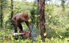 Tiêu chết như ngả rạ, nông dân Bình Phước lao đao