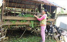 Giá dê cao kỷ lục, người dân Bình Phước đổ xô… nuôi dê