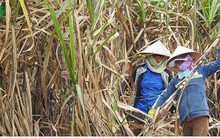 Đường nhập lậu tăng theo cấp số nhân, mía đường nội gặp khó